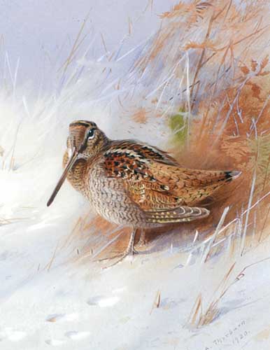 Painting Code#5690-Archibald Thorburn - Woodcock in Winter