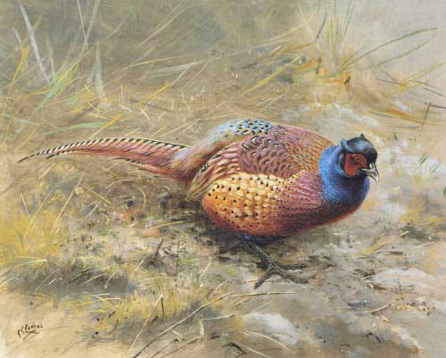 Painting Code#5691-George Edward Lodge - A Tarim Pheasant