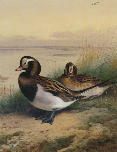 Painting Code#5692-Archibald Thorburn - Old Squaw Duck Summer