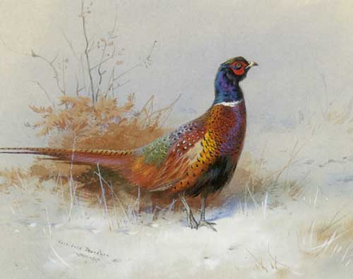 Painting Code#5695-Archibald Thorburn - Cock Pheasant