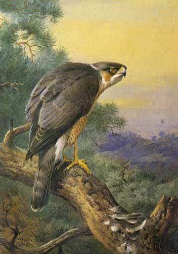 Painting Code#5696-Archibald Thorburn -- Sparrow-hawk