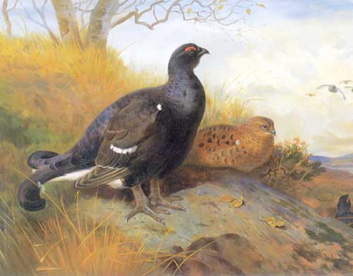 Painting Code#5697-Archibald Thorburn - Black Game on Rocky Outcrop