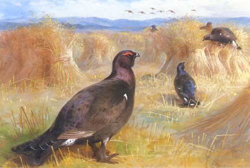 Painting Code#5698-Archibald Thorburn - Black Grouse Among Cornstock