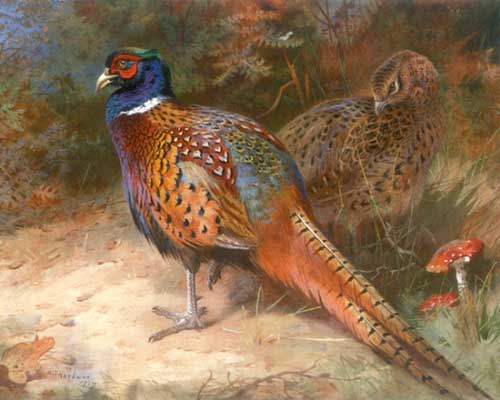 Painting Code#5699-Archibald Thorburn - Cock and Hen Pheasant