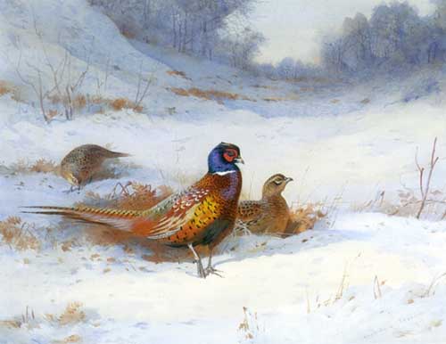 Painting Code#5700-Archibald Thorburn - Cock and Two Hen Pheasants in Snow
