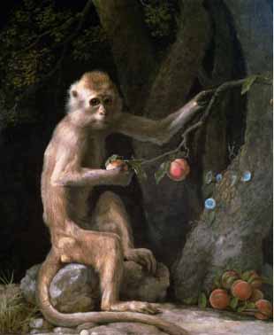 Painting Code#5755-George Stubbs - Portrait of a Monkey