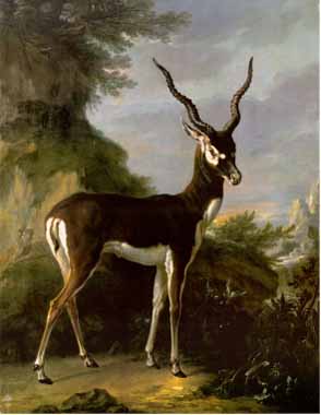 Painting Code#5763-Jean-Baptiste Oudry - Indian Blackbuck