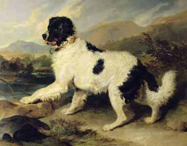 Painting Code#5778-Edwin Henry Landseer - Newfoundland Dog Called Lion