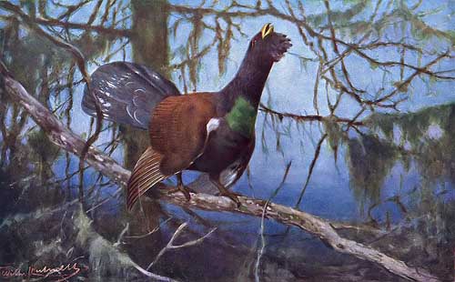 Painting Code#5792-Wilhelm Kuhnert - Capercaillie