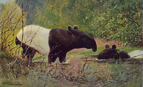 Painting Code#5795-Wilhelm Kuhnert - Indian Tapir