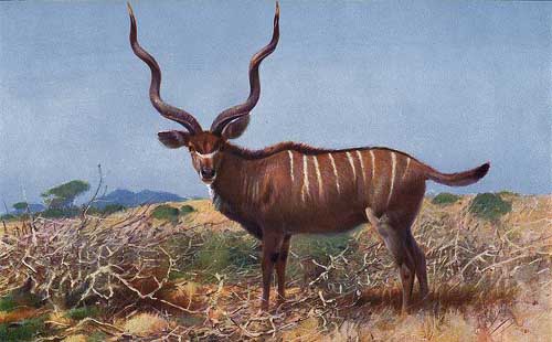 Painting Code#5796-Wilhelm Kuhnert - Kudu