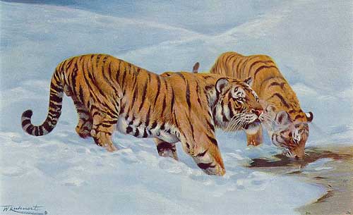 Painting Code#5797-Wilhelm Kuhnert - Manchurian Tigers
