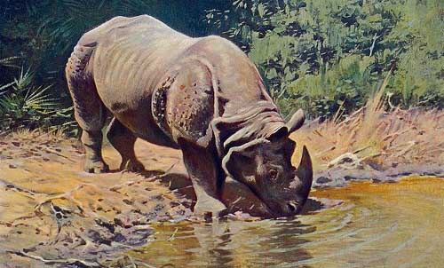 Painting Code#5800-Wilhelm Kuhnert - Rhinoceros