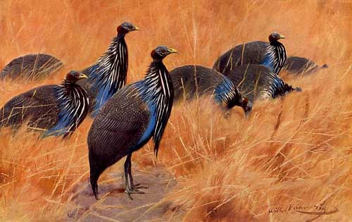 Painting Code#5802-Wilhelm Kuhnert - Vulturine Guinea Fowl