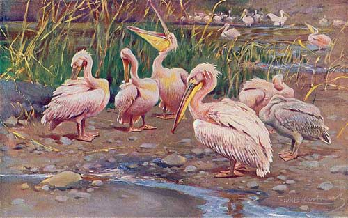 Painting Code#5803-Wilhelm Kuhnert - White Pelicans