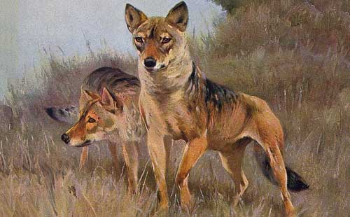 Painting Code#5804-Wilhelm Kuhnert - Wolf