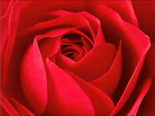 Painting Code#6191-Red Rose