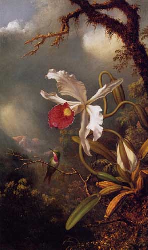 Painting Code#6204-Martin Johnson Heade - An Amethyst Hummingbird with a White Orchid