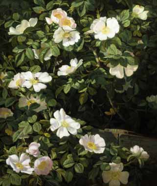 Painting Code#6228-Niels Rasmussen - Dog Roses in Flower