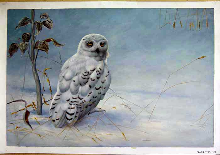 Painting Code#S120751-Owl in Snow Painting