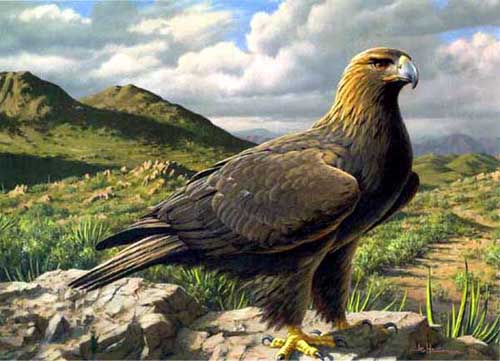Painting Code#5084-Eagle