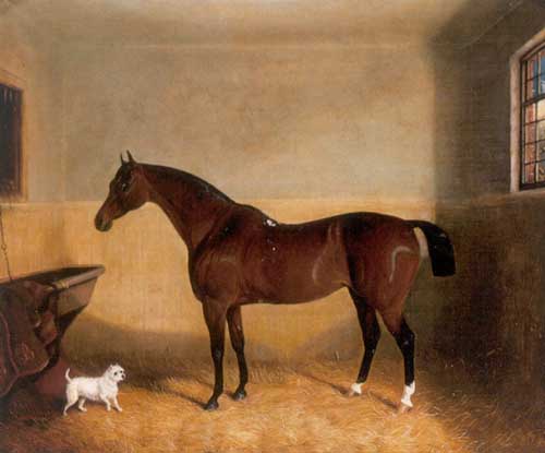Painting Code#5369-Edwin Fox - Bay Hunter with White Terrier in Stable