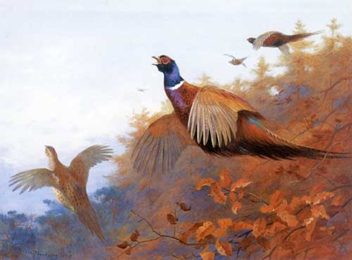 Painting Code#5694-Archibald Thorburn - Pheasants in Flight